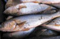 Pescado frío para Semana Santa